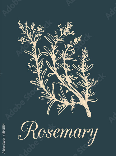 Vector rosemary branch illustration. Hand drawn sketch of cosmetic plant in engraving style. Botanical illustration.
