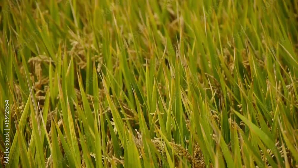 Asian golden rice paddy in wind,wait for the harvest. Asian golden rice paddy in wind,wait for the harvest.