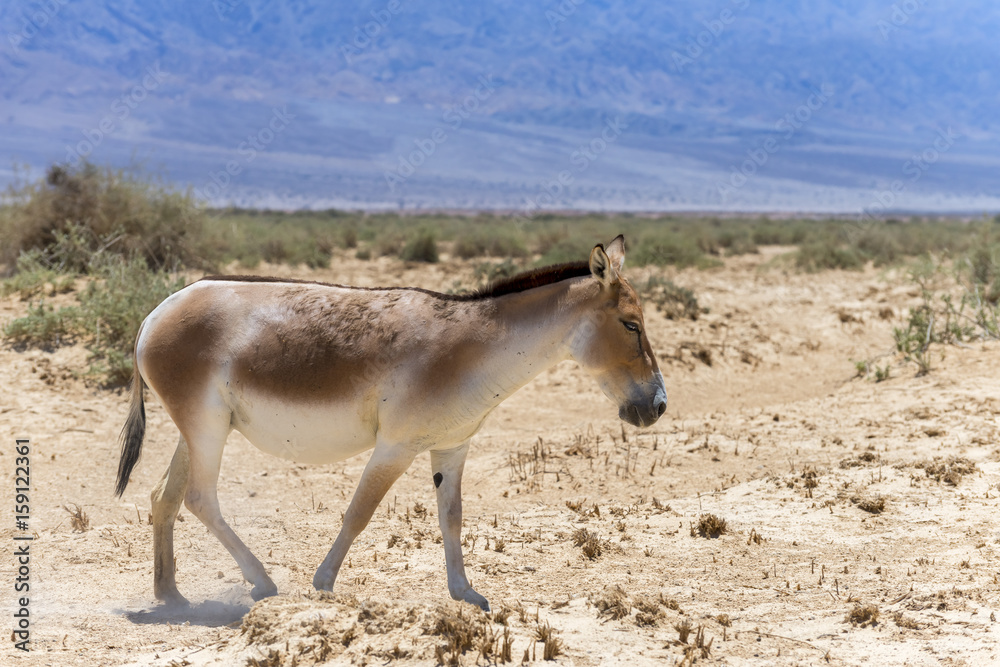 Naklejka premium Onager is a brown Asian wild donkey (Equus hemionus) inhabits nature reserve park near Eilat, Israel