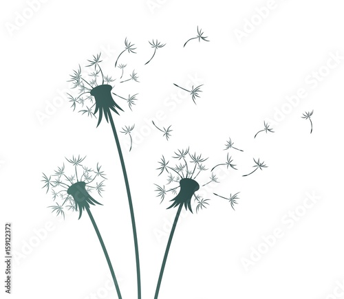 Flower of field dandelion. 