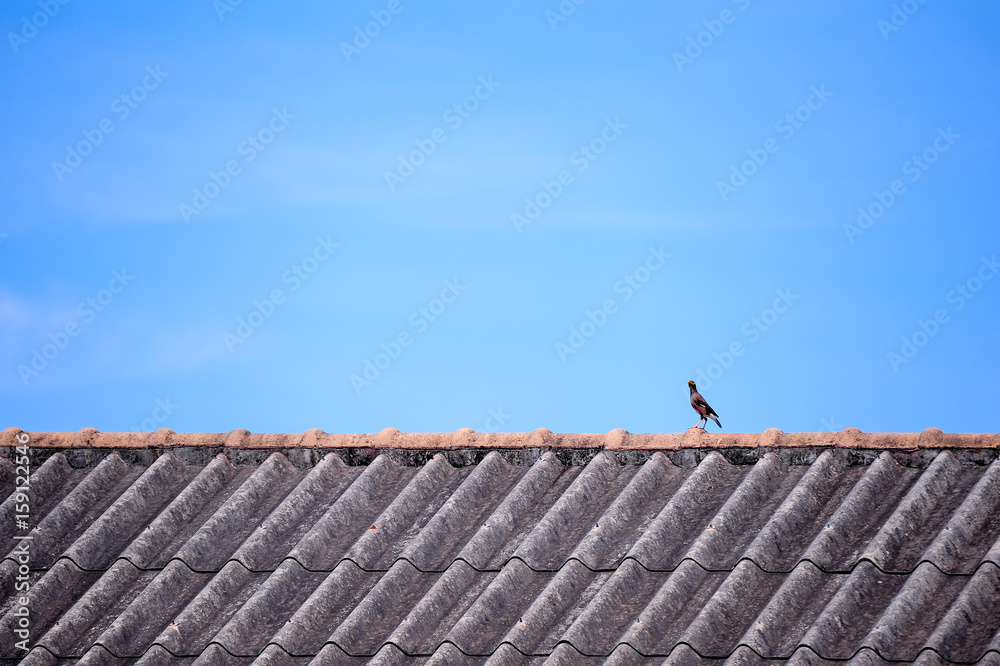 mynah bird perching on roof