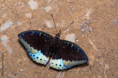 Male Common Archduke (Lexias pardalis) butterfly photo