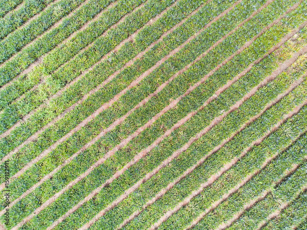 Top view of pineapple plantation