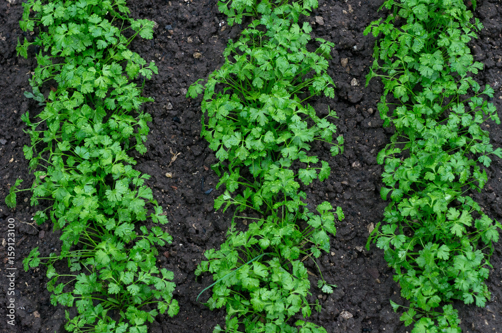green seedlings sprouts in the garden on the ground after rain in summer day green seedlings sprouts in the garden on the ground after rain in summer day