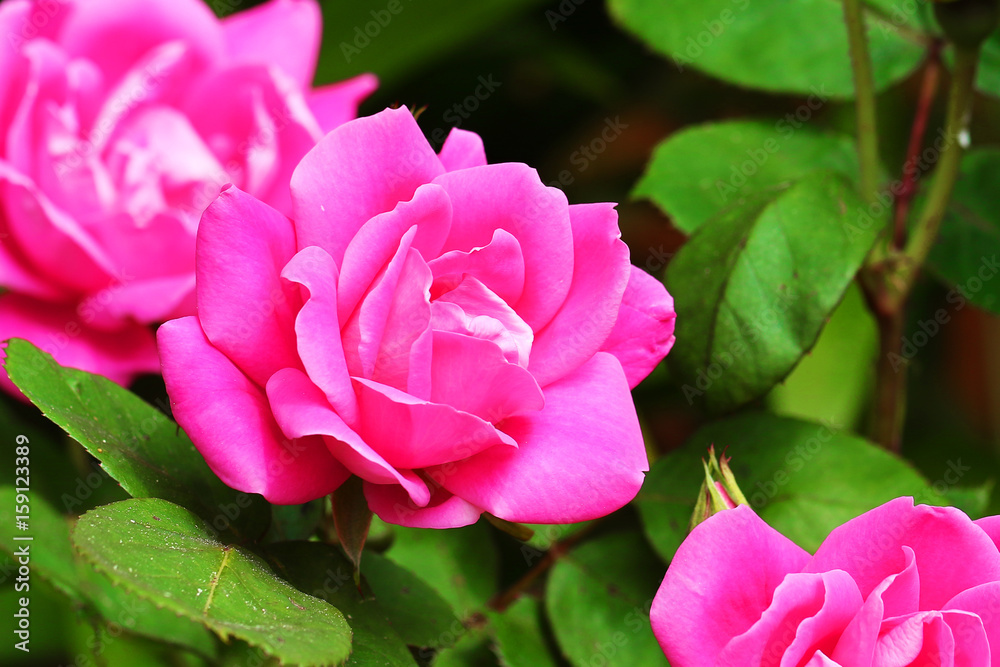 Rose flower pink flowering garden plant Rose flower pink flowering garden plant