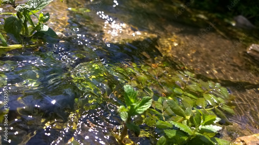 Close up view of Forest stream Close up view of Forest stream