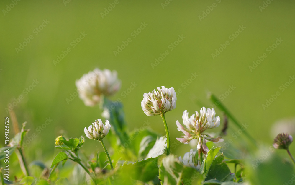 Clover Clover