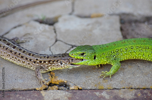 Two lizards