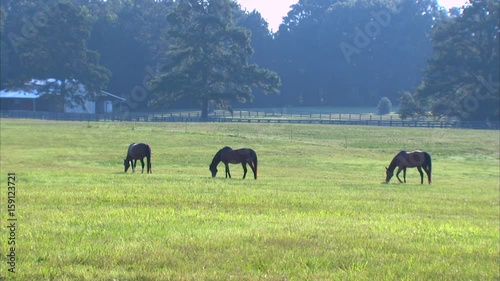 Horse Ranch WS