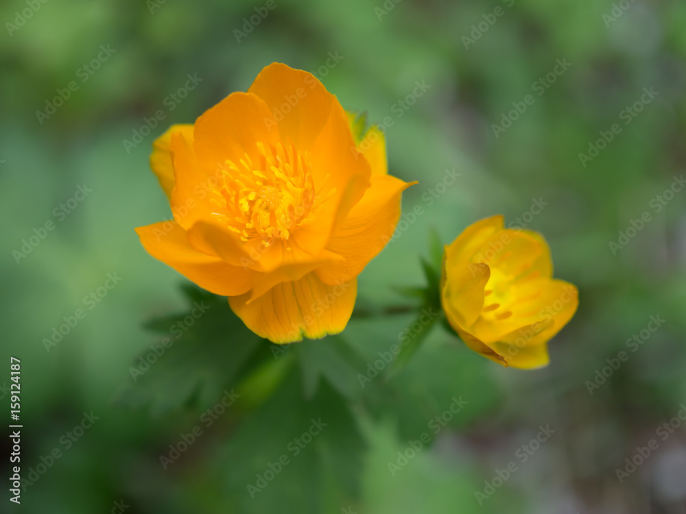 Siberian orange flowers Siberian orange flowers