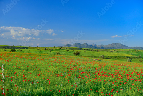 large poppy fields