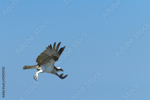 Osprey fishing