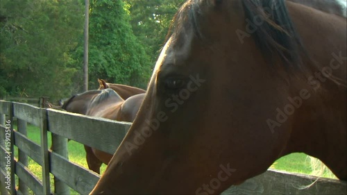 Horses Close Up Slow Mo