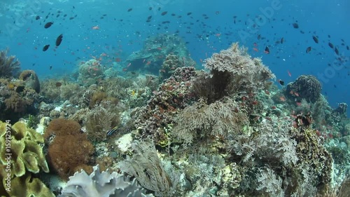 Wallpaper Mural Vibrant Coral Reef in Lesser Sunda Islands Torontodigital.ca