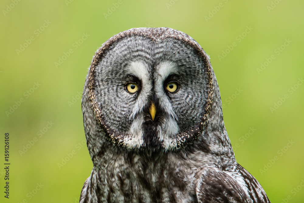 Obraz premium Great Grey's Portrait