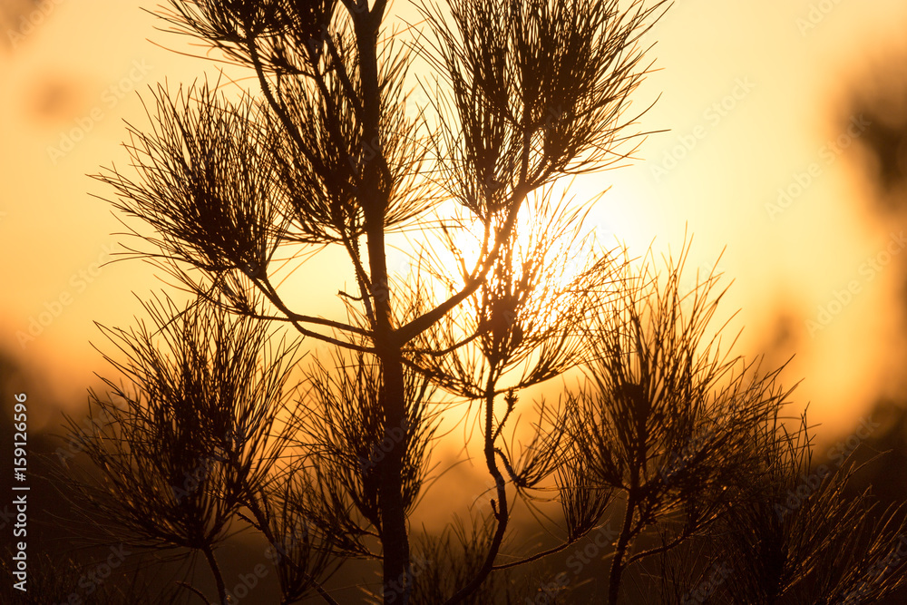 tree branch at sunset tree branch at sunset