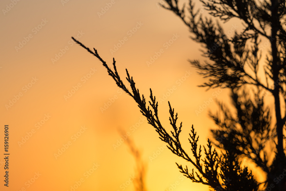 Obraz premium tree branch at sunset