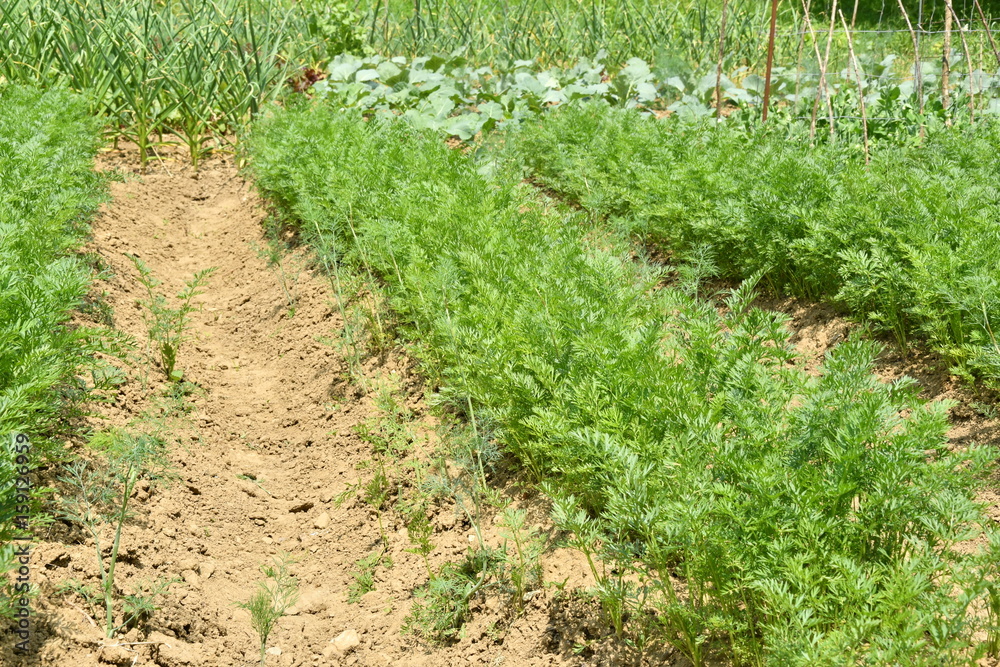 green leafy vegetables green leafy vegetables