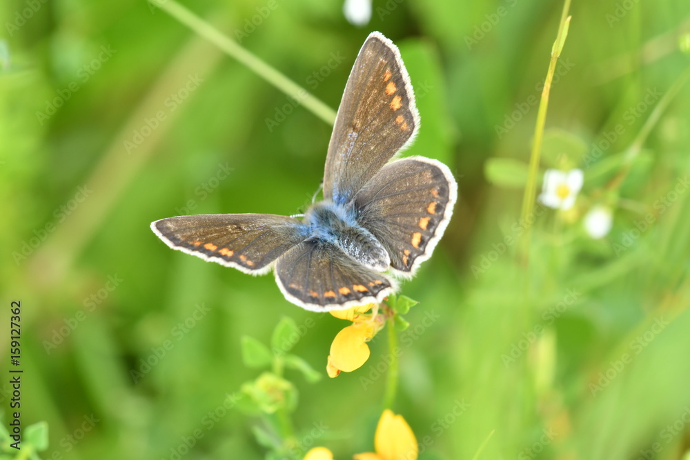 Obraz premium butterfly on the grass macro
