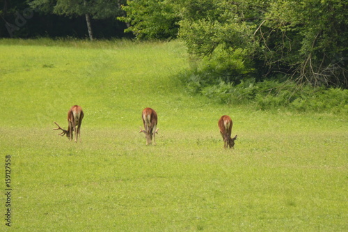 grazing deers stag hart on the meadow 