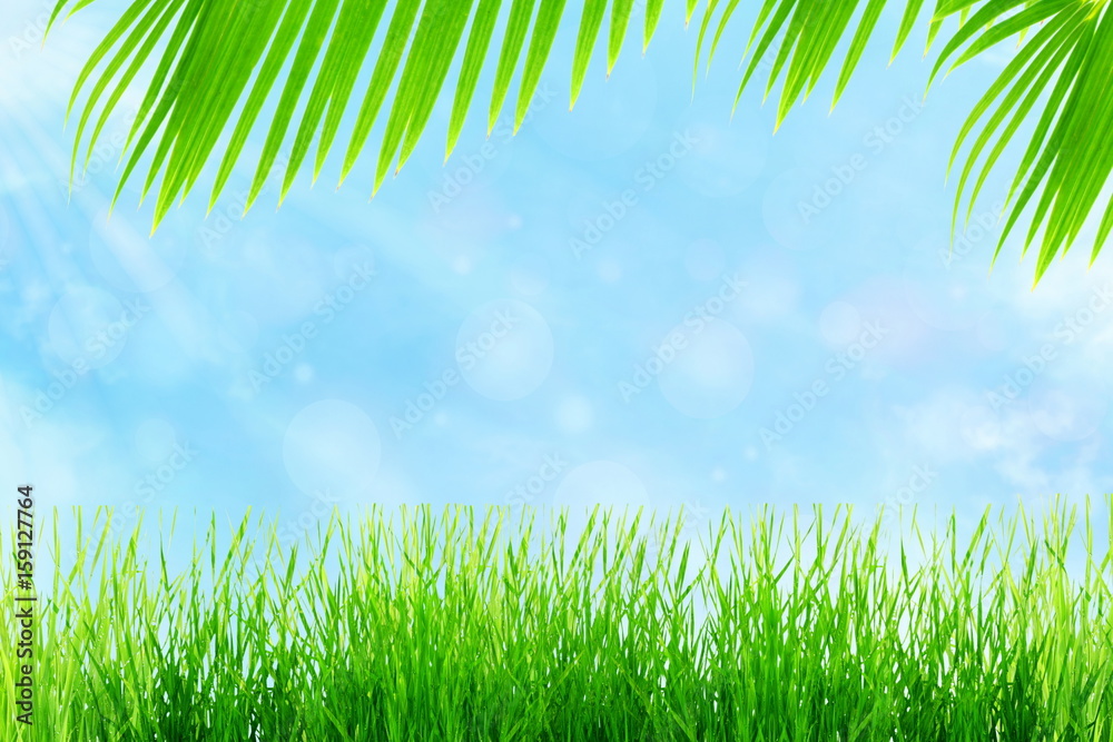 Fototapeta premium summer time background