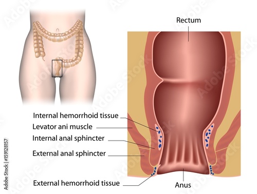 The anal canal labeled