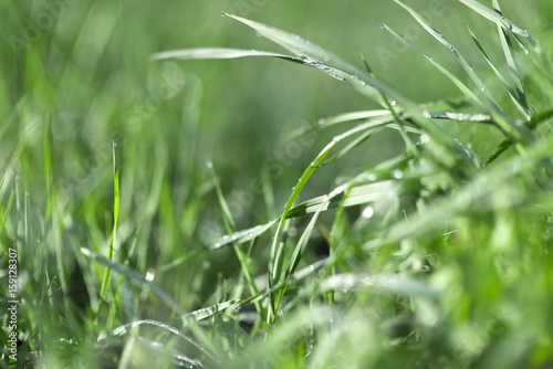 Macro photo of green grass in the morning with dew drops