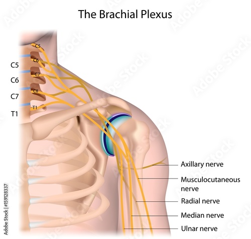 Brachial plexus, labeled. 