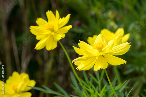 cosmos flowers