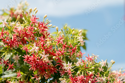 Rangoon Creeper, Combretum indicum flower photo