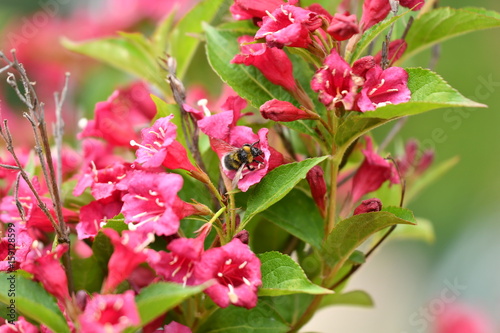 The bumble-bee polinates on the flower	 photo