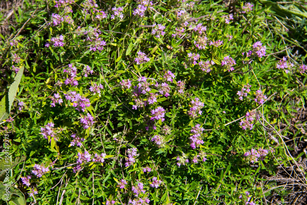 Wild thyme (Thymus vulgaris) on the meadow