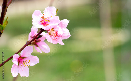 Garden with sakuras at home. Sprig of blossom photo