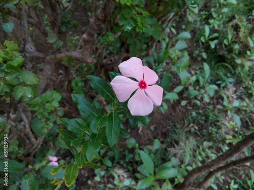 Flor rosada en jardin