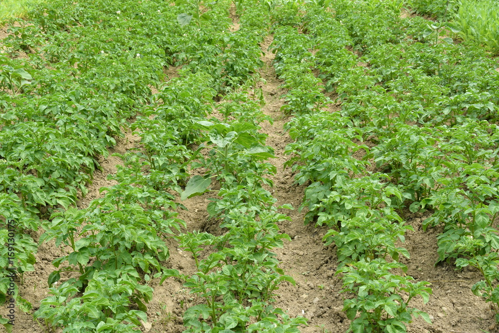 green leafy vegetables seedlings green leafy vegetables seedlings