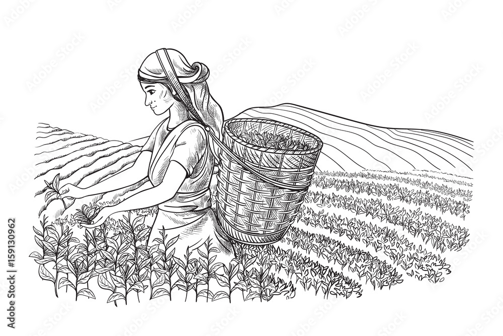 A woman in traditional clothes collects tea leaves on a a tea