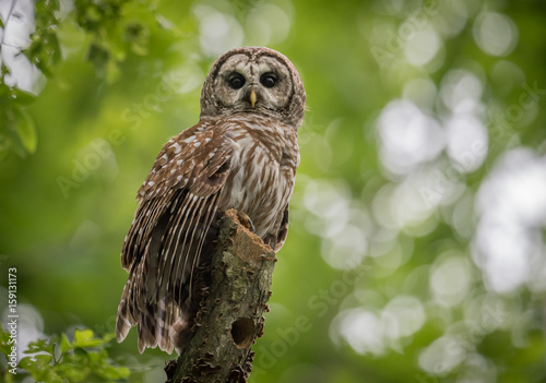 Fényképezés Barred Owl
