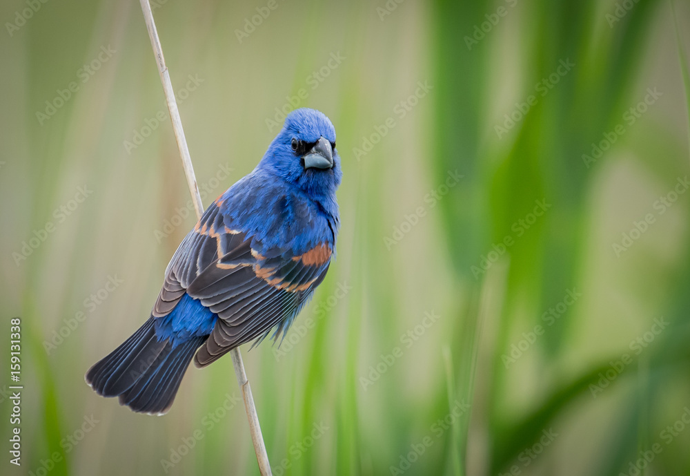 Obraz premium Blue Grosbeak