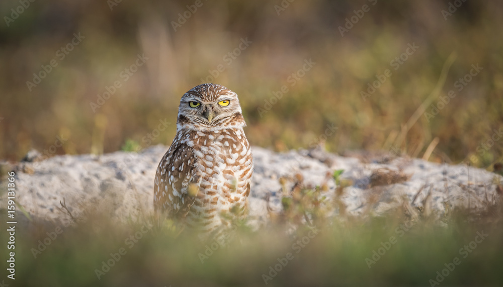 Fototapeta premium Burrowing Owl