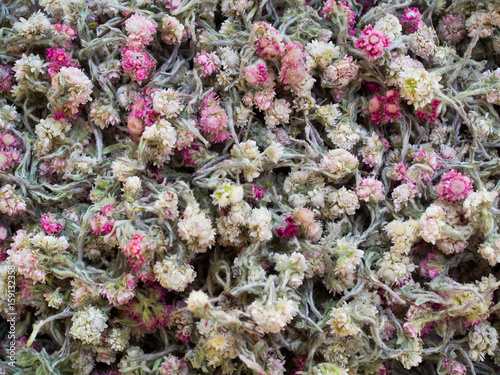 Dry medicinal herbs and flowers