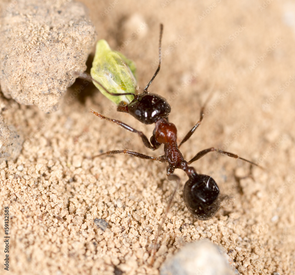 ant in nature. macro ant in nature. macro