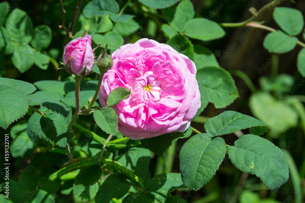 Pink rose on a bush in the garden Pink rose on a bush in the garden
