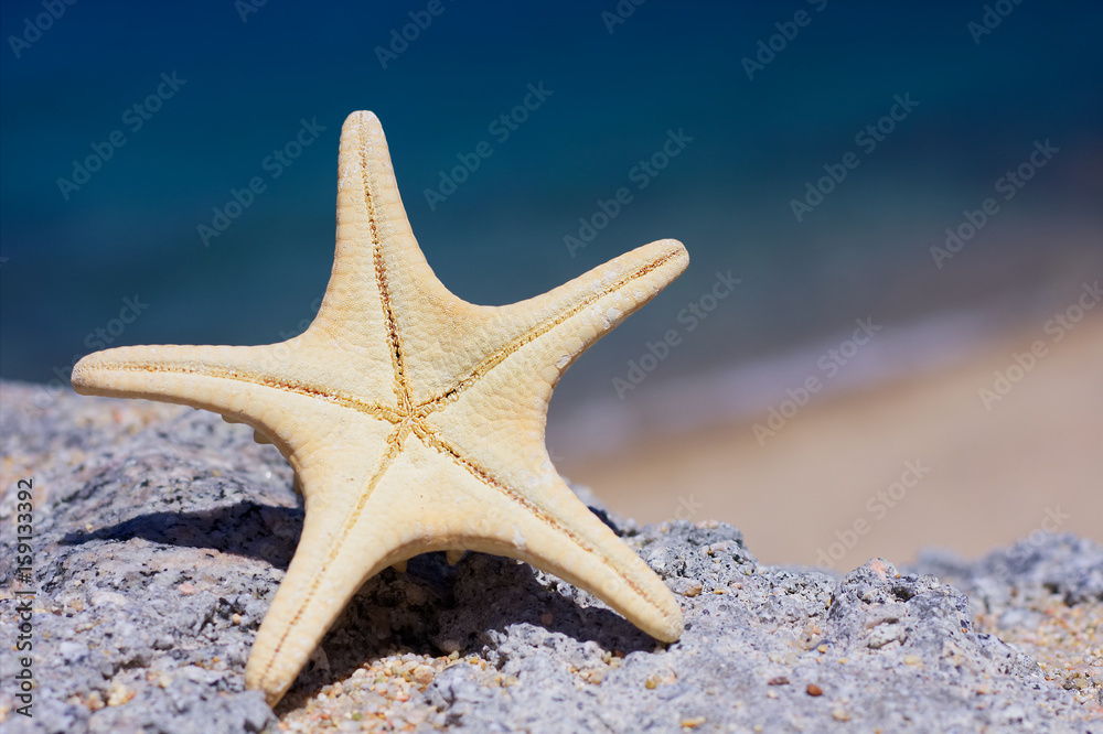 Starfish on a rock, blurred sandy beach and sea in the background. Starfish on a rock, blurred sandy beach and sea in the background.