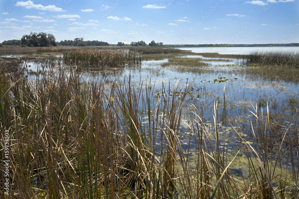 Marsh on shore of Lake Tohopekaliga on a spring day.