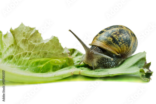 Gros plan d'un escargot qui mange de la salade