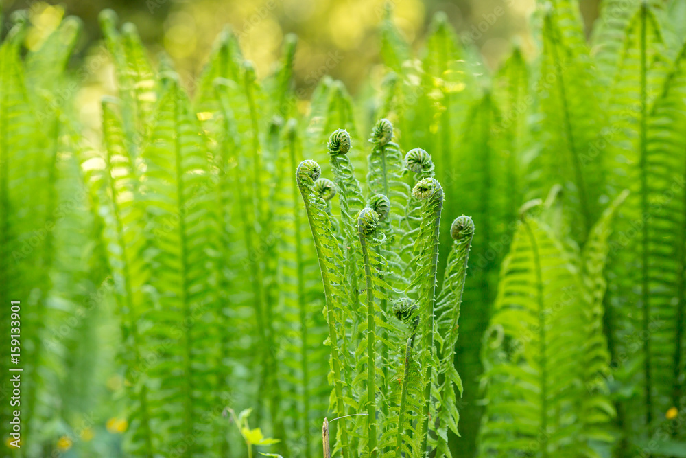 field with ferns for background