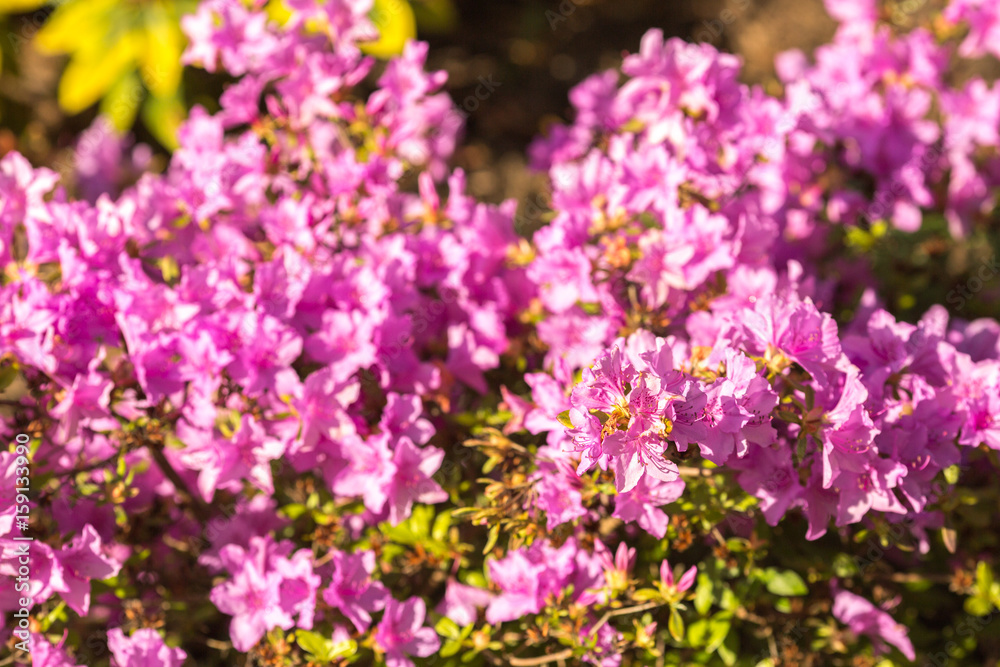 .rhododendron flowers in the botanical garden bloomed beautiful flowers