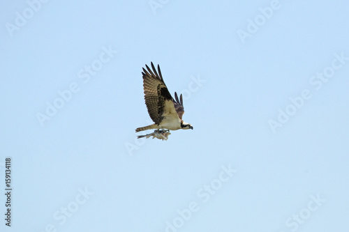 Osprey flying with remains of a fish in its talons. © duke2015