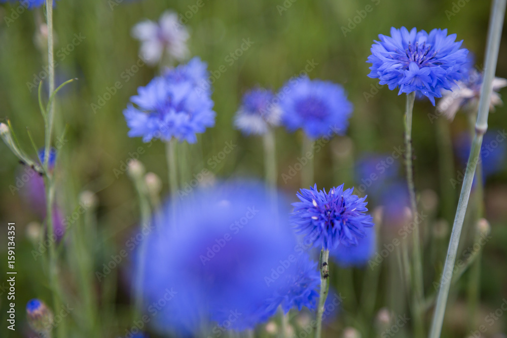 Kornblumen Kornblumen