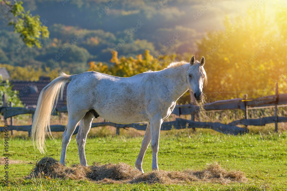 Ein Pferd mit Schweif und Heu leuchtend im Sonnenlicht Ein Pferd mit Schweif und Heu leuchtend im Sonnenlicht